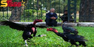 anh dai dien ga da hau