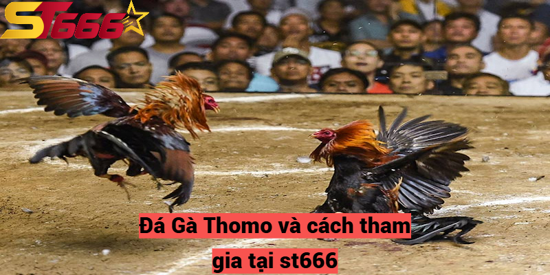 Đá Gà Thomo – Sân Chơi Chọi Kê Hấp Dẫn Chỉ Có Tại St666 2 Đá Gà Thomo và cách tham gia tại st666