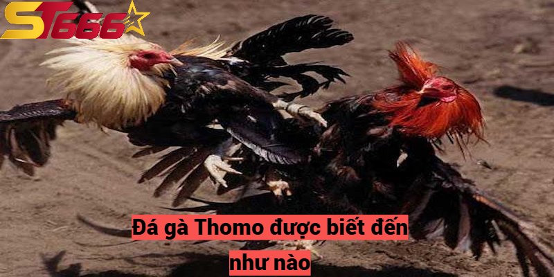 Đá Gà Thomo – Sân Chơi Chọi Kê Hấp Dẫn Chỉ Có Tại St666 1 Đá gà Thomo được biết đến như nào?