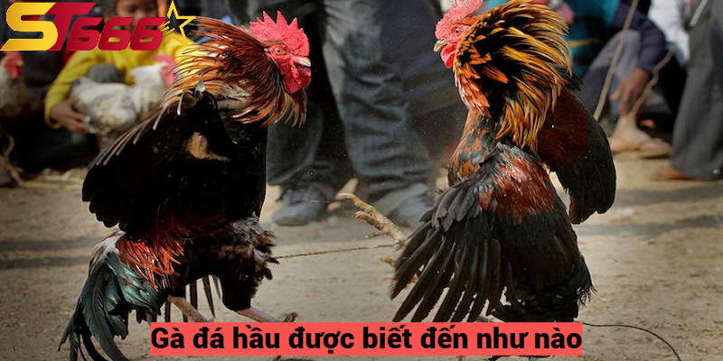 Gà Đá Hầu – Giống Gà Chiến Binh Mà Mọi Kê Thủ ST666 Nên Có 1 Gà đá hầu được biết đến như nào?