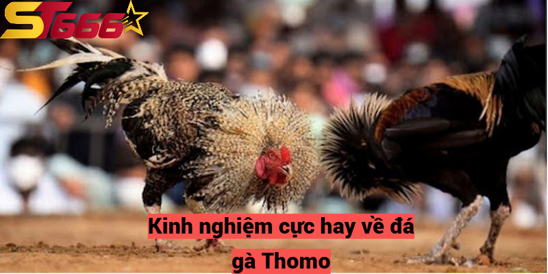 Đá Gà Thomo – Sân Chơi Chọi Kê Hấp Dẫn Chỉ Có Tại St666 3 Kinh nghiệm cực hay về đá gà Thomo