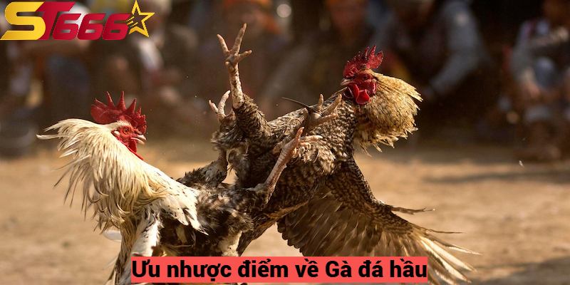 Gà Đá Hầu – Giống Gà Chiến Binh Mà Mọi Kê Thủ ST666 Nên Có 2 Ưu nhược điểm về Gà đá hầu