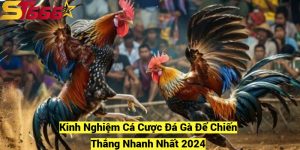 Kinh Nghiem Ca Cuoc Da Ga De Chien Thang Nhanh Nhat 2024 fotor 20241209181718