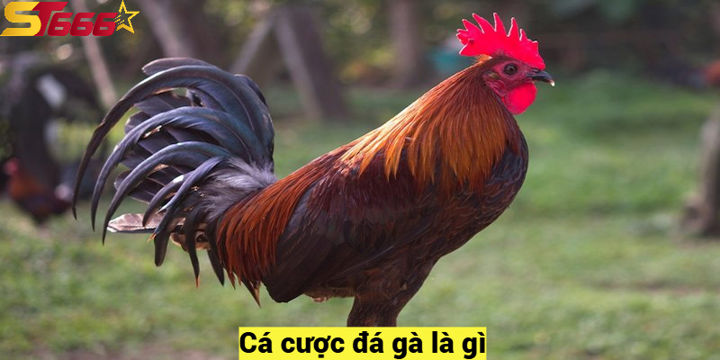 Kinh Nghiệm Cá Cược Đá Gà Để Chiến Thắng Nhanh Nhất 2025 1 Cá cược đá gà là gì?