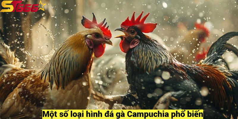 Đá Gà Campuchia – Trò Chơi Giải Trí Sinh Động Và Chân Thực 2 Một số loại hình đá gà Campuchia phổ biến